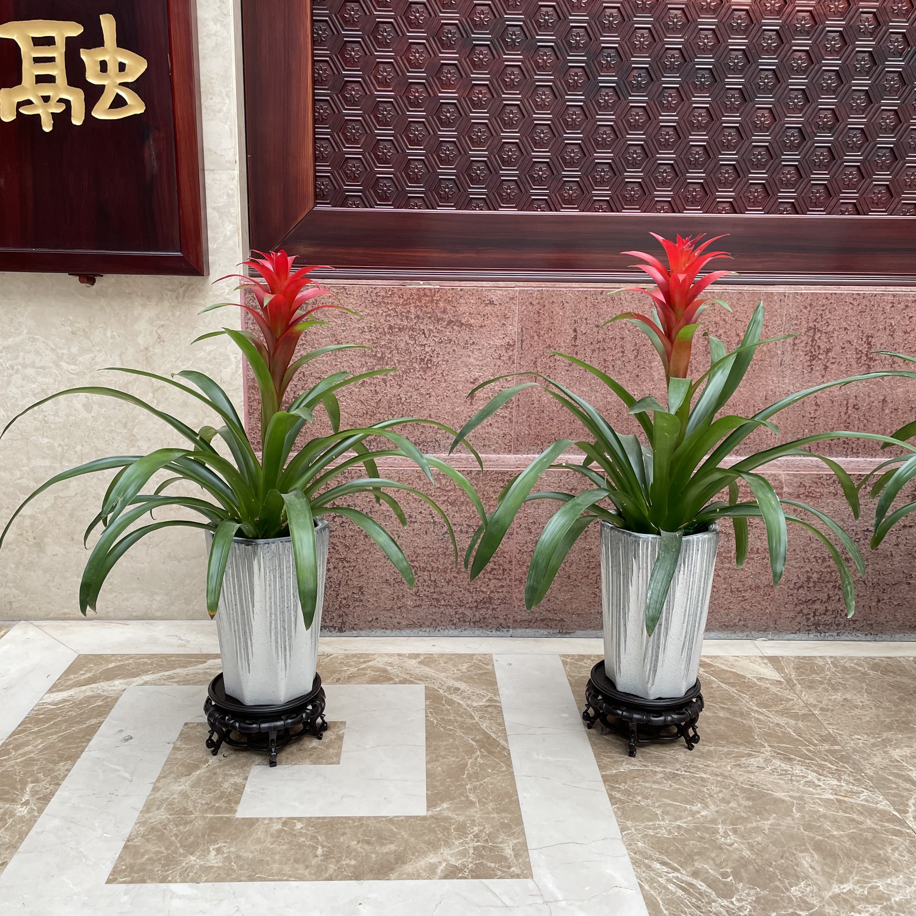 鸿运当头盆栽水培小红星凤梨花带花植物室内客厅大型植物招财绿植 - 图1