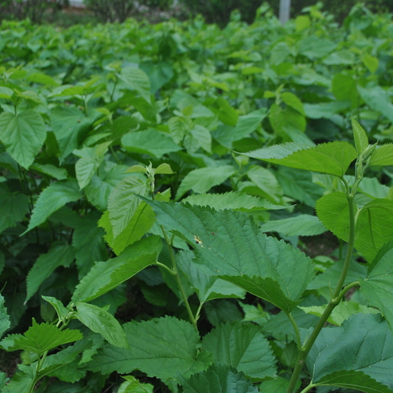 霜后桑叶茶新鲜野生冻干冬桑树叶茶