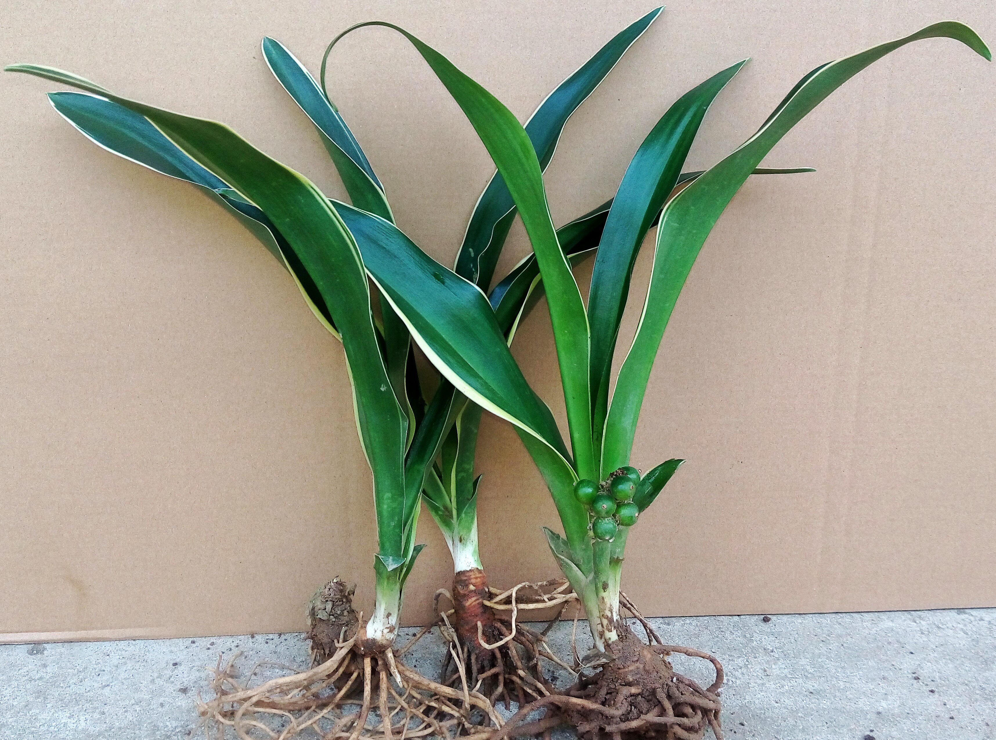 乔迁新婚万年青盆栽金边银边四季常青绿植吉祥草绿植