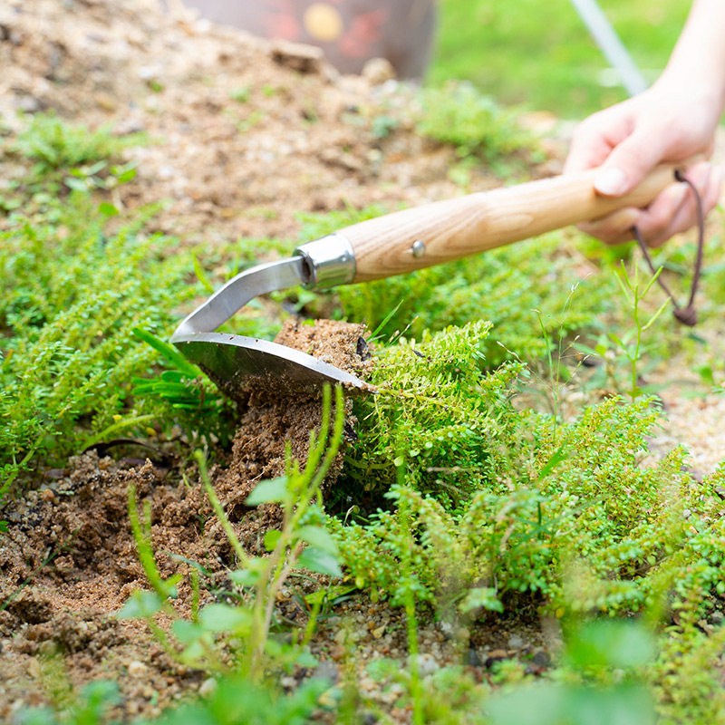 英国berry&bird户外不锈钢拔草刮草除草挖杂草神器种花园艺工具