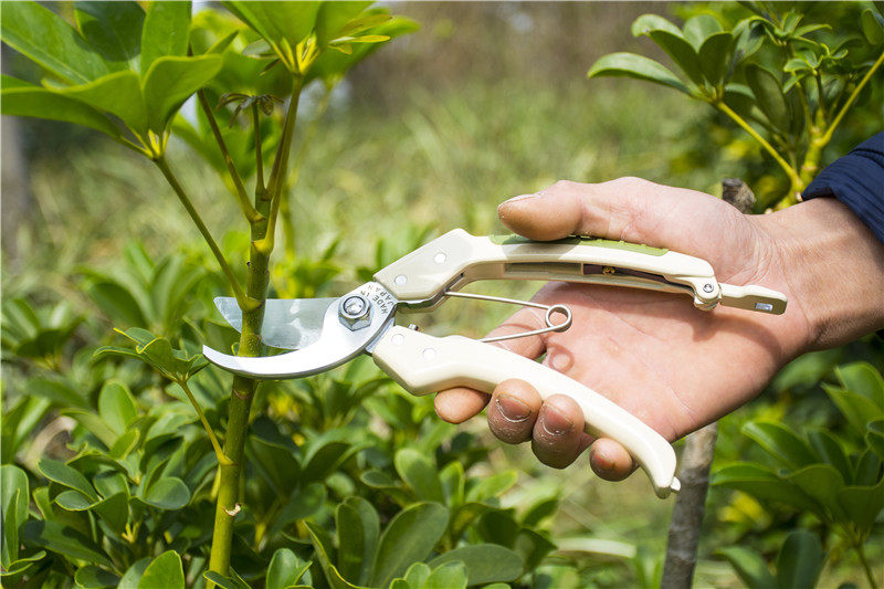 日本进口修花修枝剪刀园林工具果树剪子花剪修剪树枝园艺1300