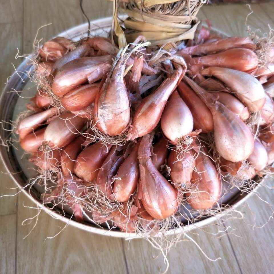 葱头农家红葱头新鲜油葱酥干广东正宗小香香火葱类