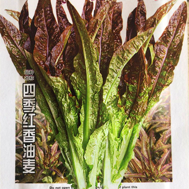 四季红油麦菜种子火锅蔬菜种籽种植容易叶菜快家庭园艺种子