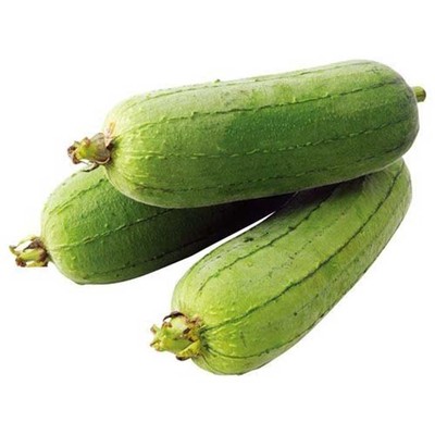 早熟肉丝瓜种子清香肉丝瓜香丝瓜高产长丝瓜种子丝瓜籽