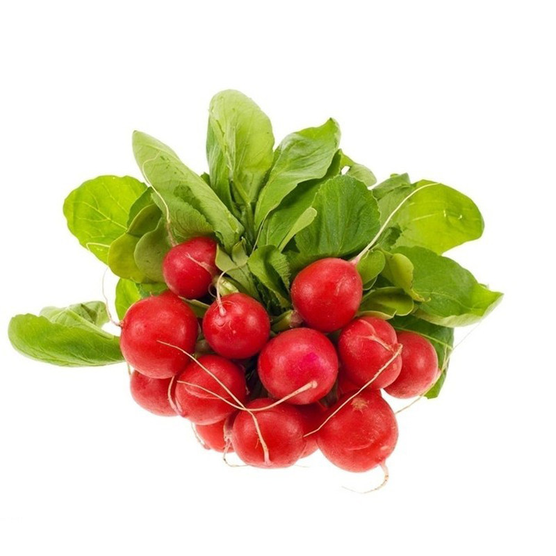 水果萝卜种子早熟红丁樱桃白丁春秋四季蔬菜家庭园艺种子