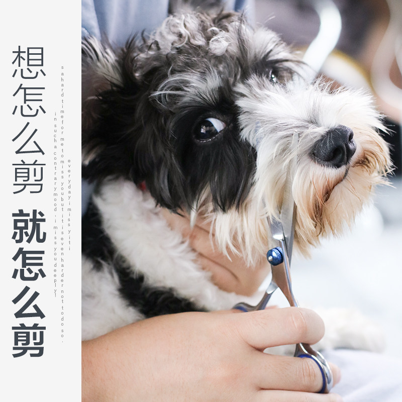 狗狗剪毛剪刀美容宠物宠物狗修毛泰迪工具牙剪美容剪