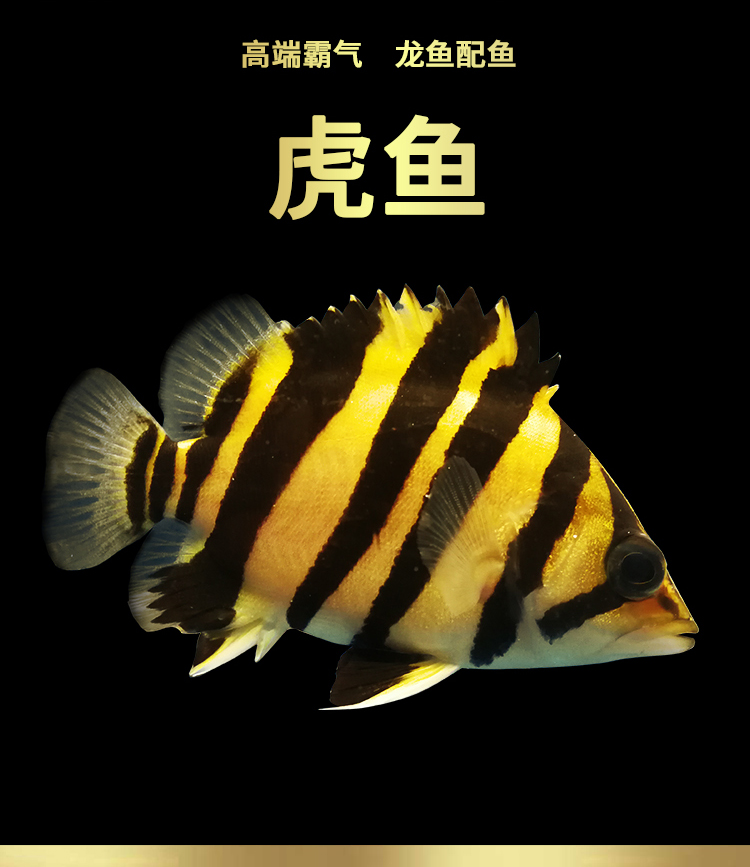 印尼虎鱼活体苏门答腊四纹苗泰北虎三纹热带金龙鱼鱼