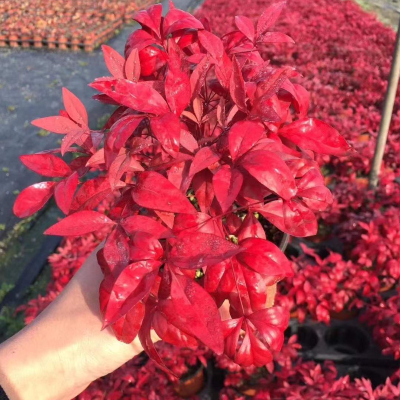 南天天竹火焰盆景红天天竺植物叶植物果观庭院观绿植