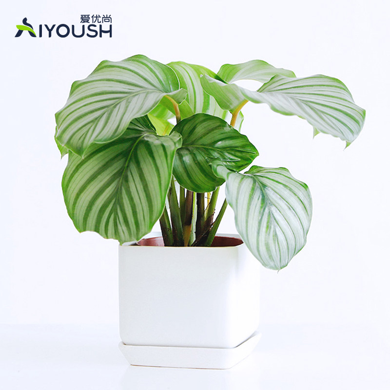 爱优优尚青苹果盆栽植物室内客厅居家花卉净化空气绿植