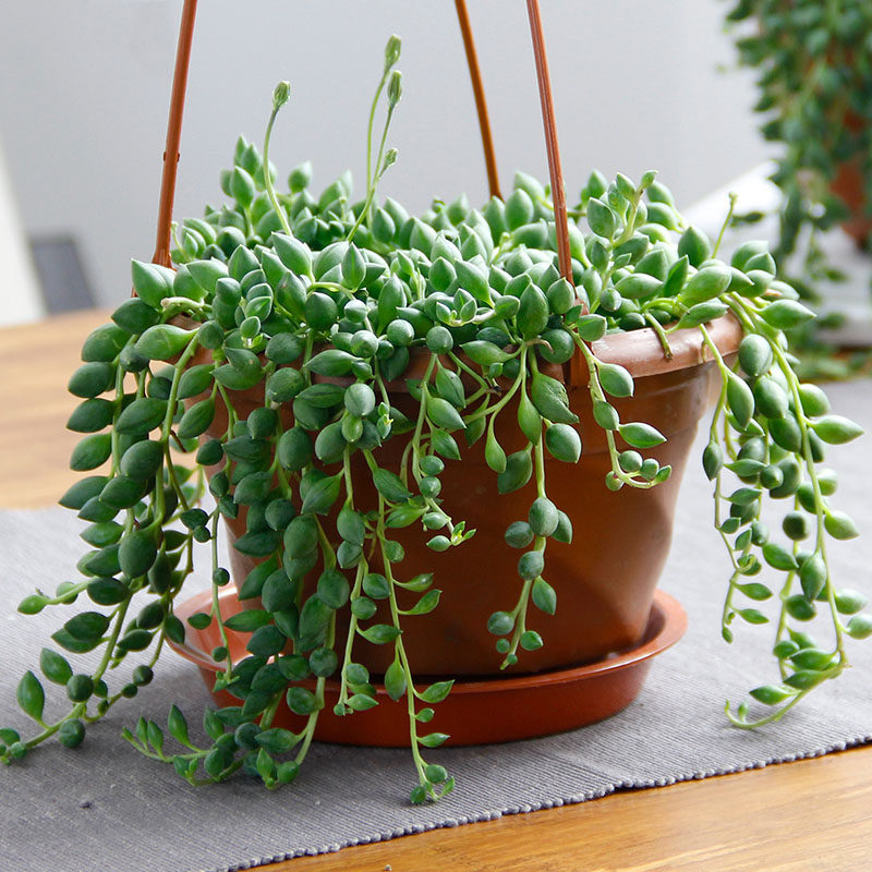 爱优优尚千叶兰珍珠吊兰阳台庭院花叶绿植到家绿植