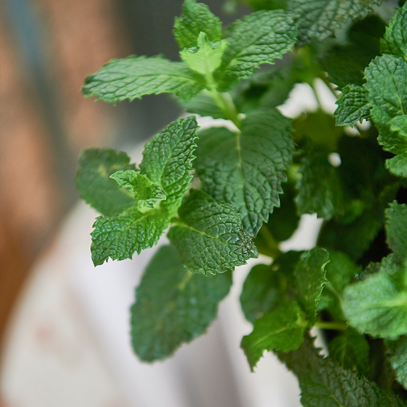 植物爱优优尚薄荷盆栽室内可食用客厅办公室香草绿植