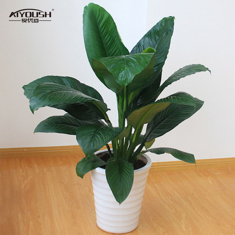 盆栽爱优优尚绿巨人室内植物办公室绿化客厅绿植绿植