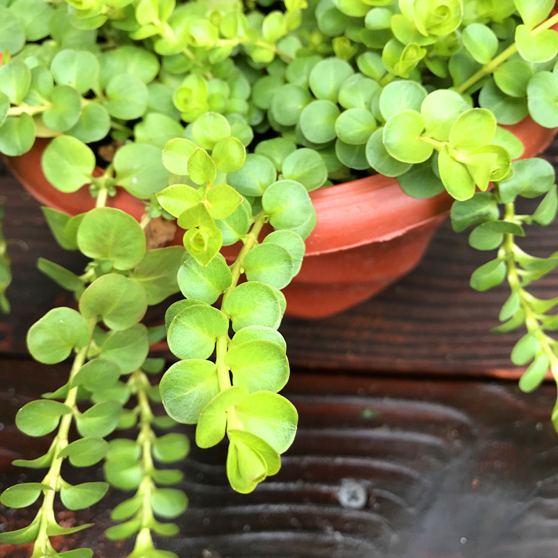 黄金串盆栽室内阳台垂吊植物黄金佛甲草假山草易爆盆2盆包邮