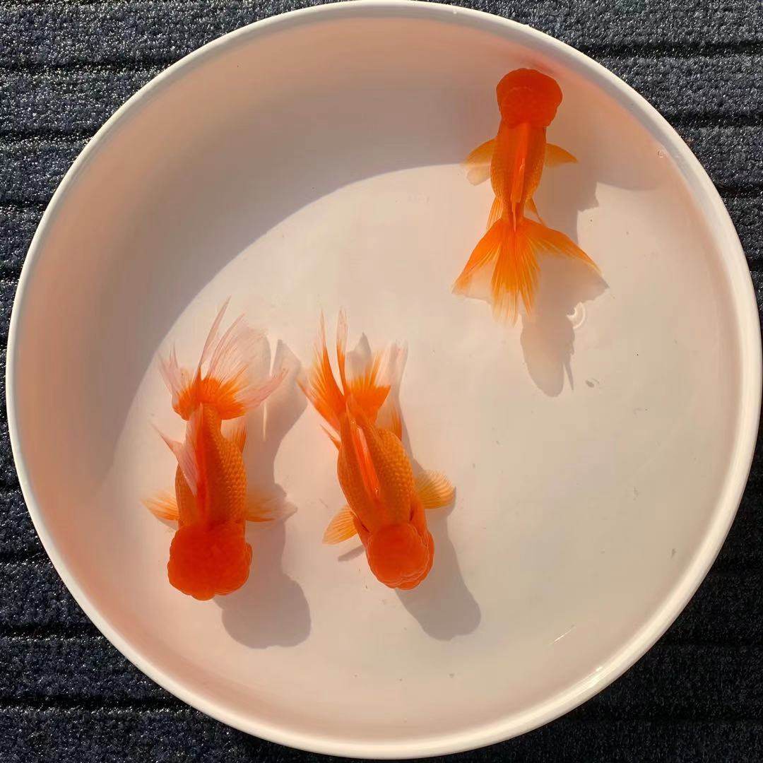 金鱼狮子头活体观赏鱼红狮国狮纯种冷水鱼好养小金鱼鱼