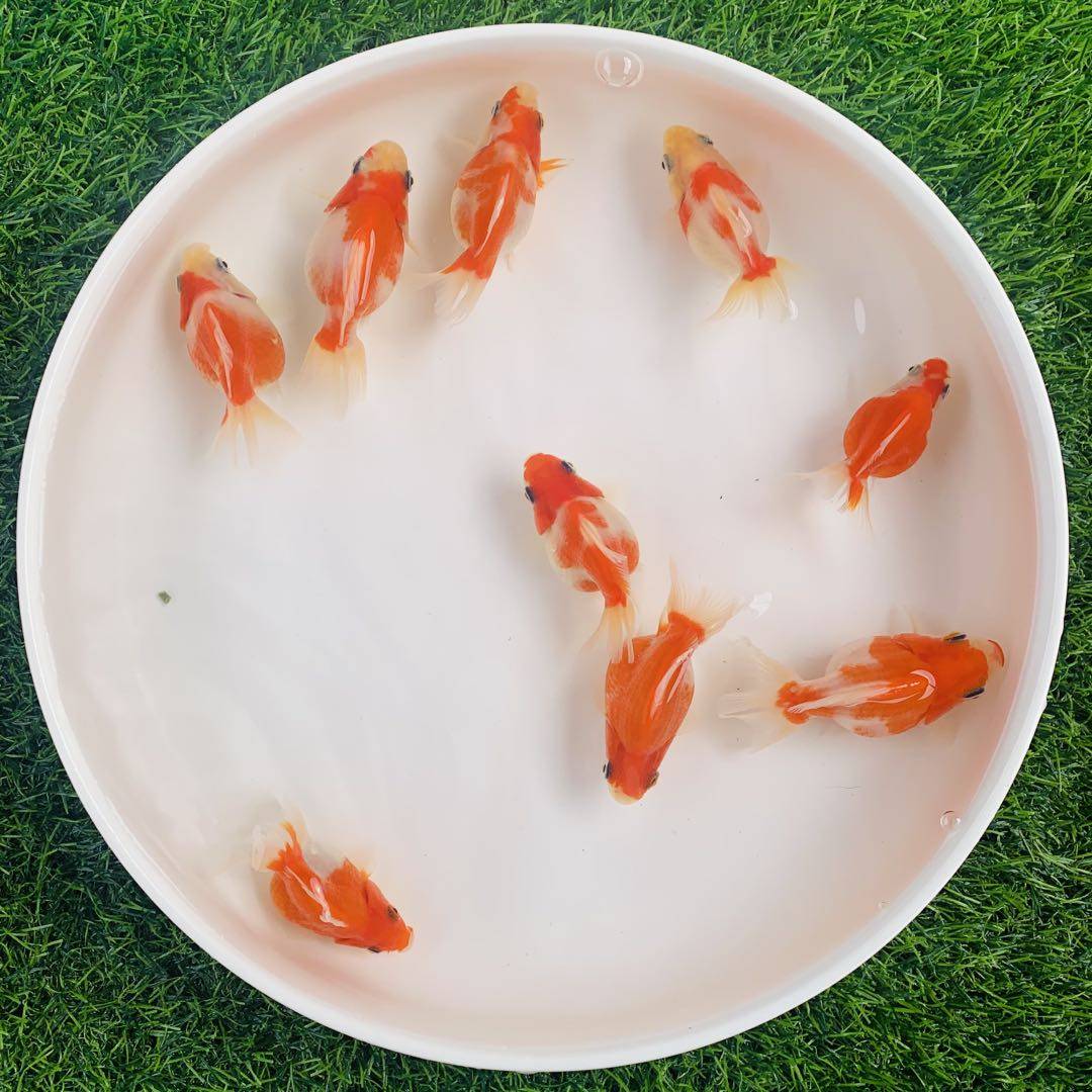 金鱼鎏金活体樱花观赏鱼高背淡水鱼易养短冷水鱼鱼