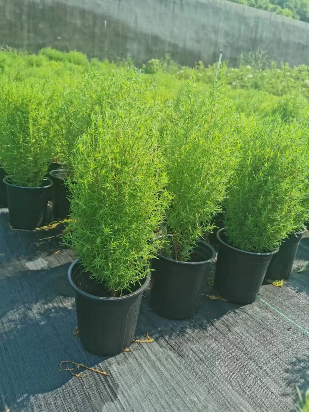 植物黄金香室外金盆栽千层阳台庭院常青带土好养时令草本花卉