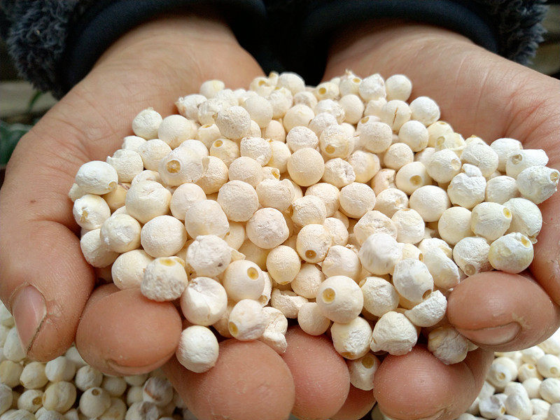 大颗粒2020新货苏州白芡实鸡头米欠实干货芡实米500g正宗苏芡芡实