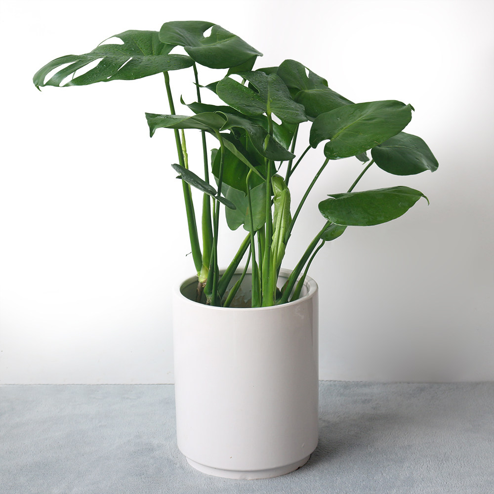 大型绿植龟背竹大盆栽客厅大叶植物净化空气甲醛大型绿植