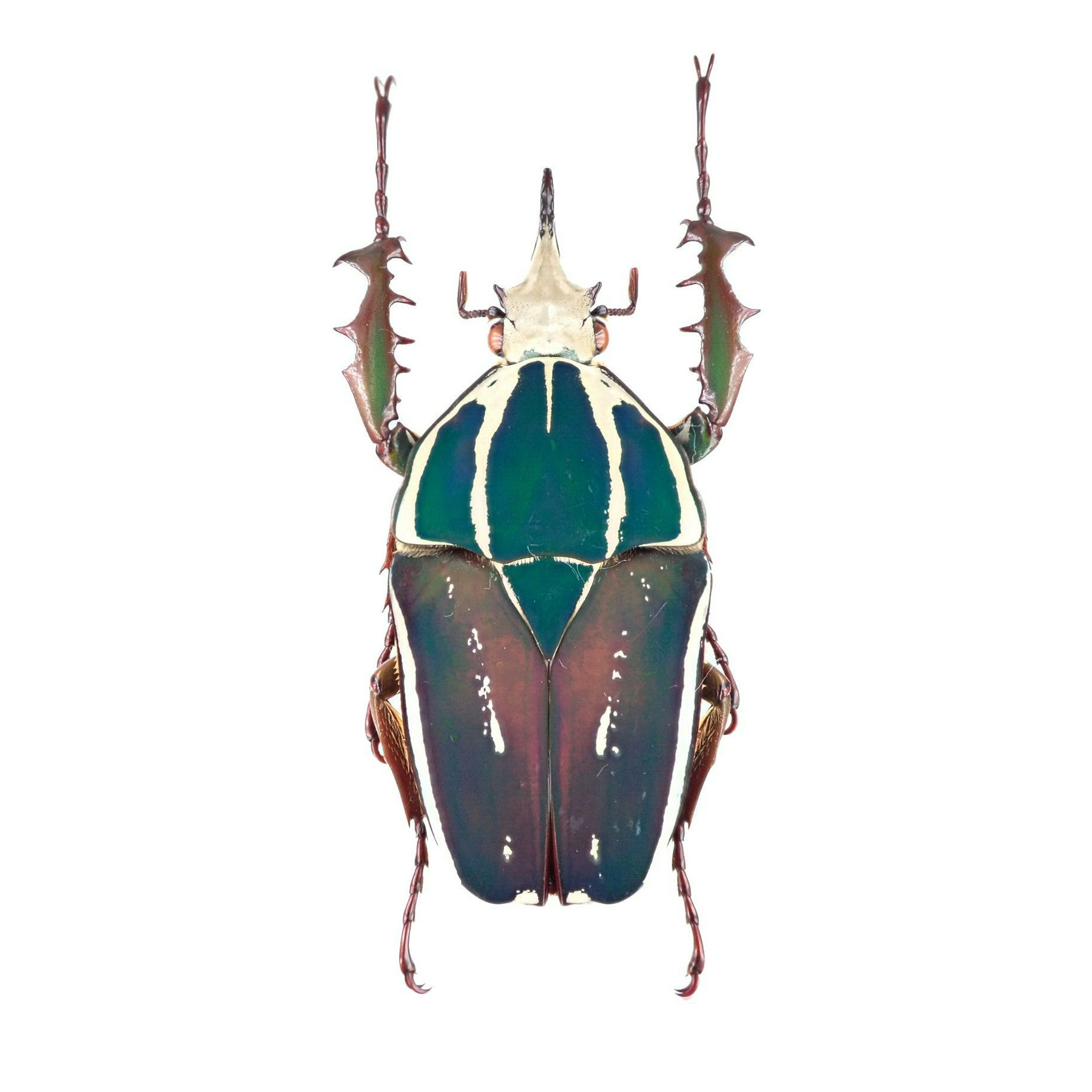 乌干达金龟甲虫宠物长戟大兜爬虫