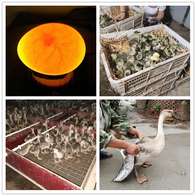 灰鹅孵化蛋可受精种蛋王种蛋雁鹅下蛋百子灰羽鹅蛋