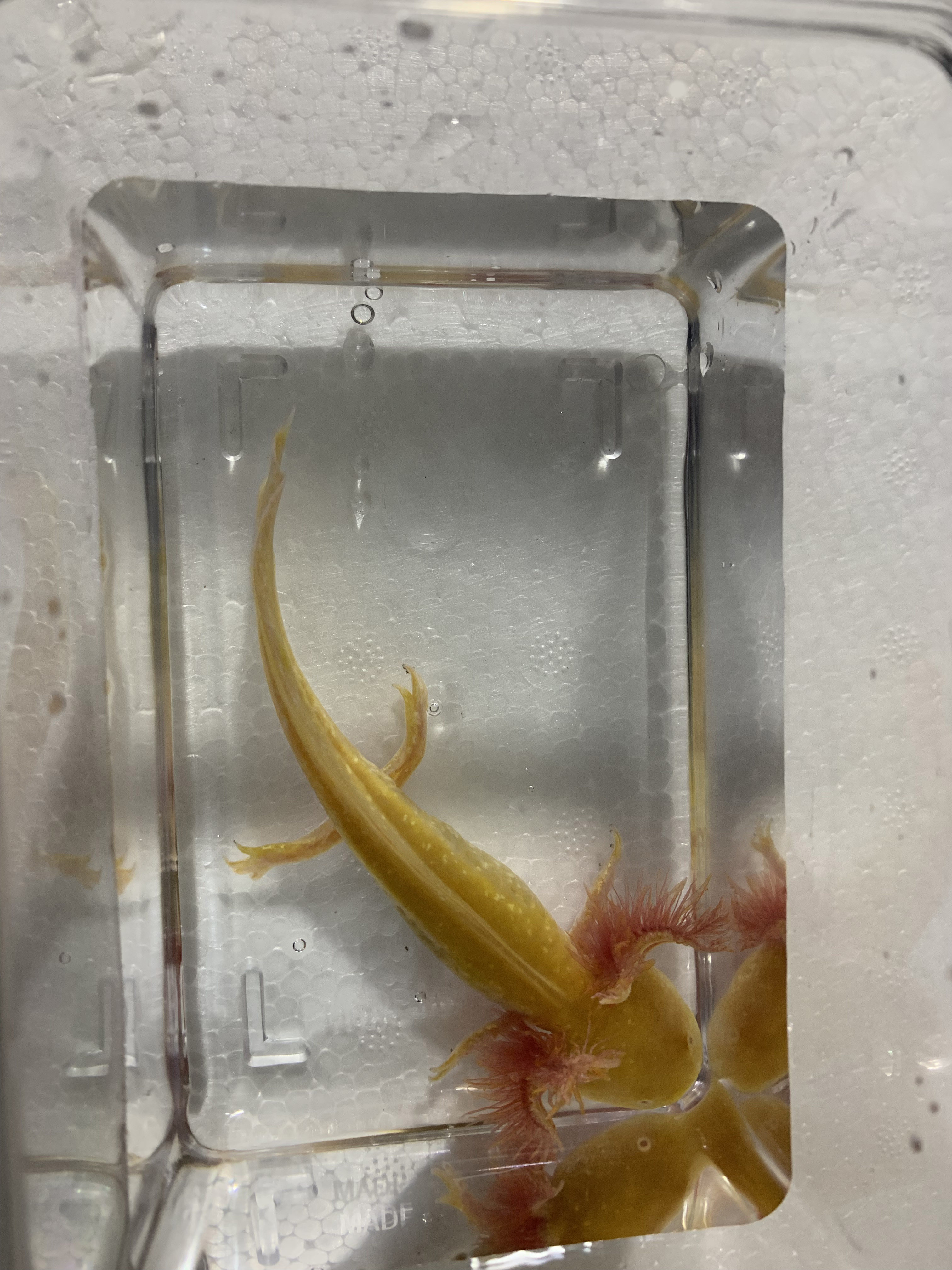 活体六角恐龙龙鱼蝾螈四脚爬行呆萌可爱简单鱼