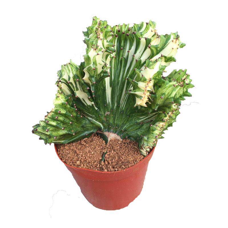 麒麟盆栽仙人掌植物室内花卉多肉阳台庭院彩叶绿植