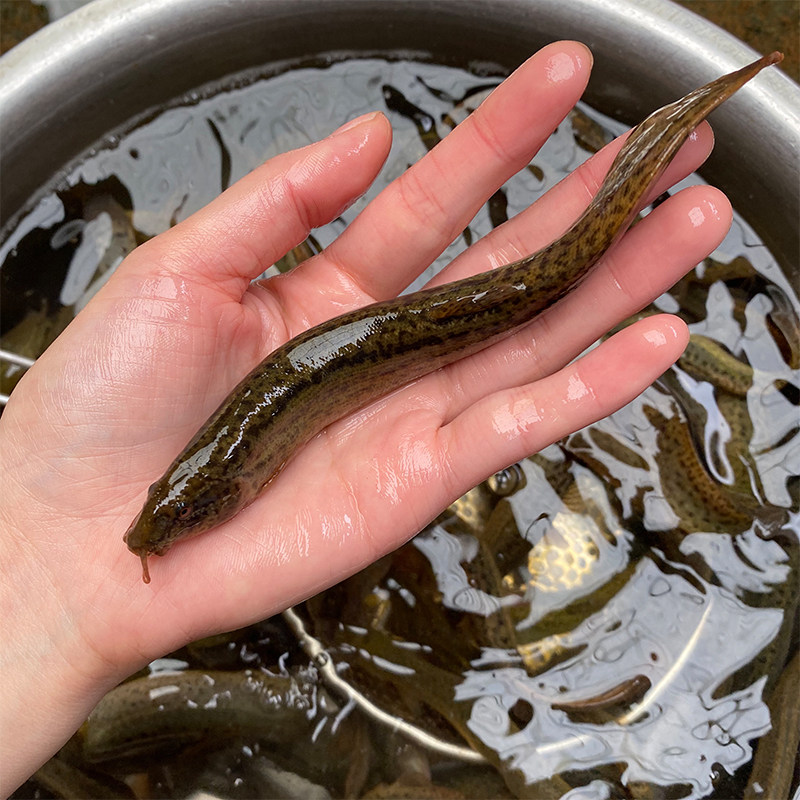 泥鳅鲜活养殖食用淡水鱼按斤台湾苗水花苗小泥鳅鱼