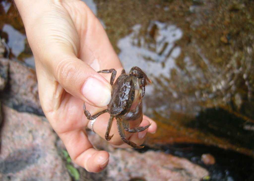 野生活体螃蟹河蟹溪蟹原生锯齿华溪水族观赏鱼观赏虾蟹等饲料