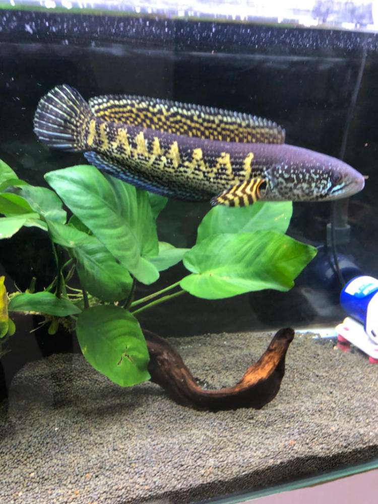 黄金巴卡养活活好鱼耐大型凶猛观赏鱼蓝帆印度鱼