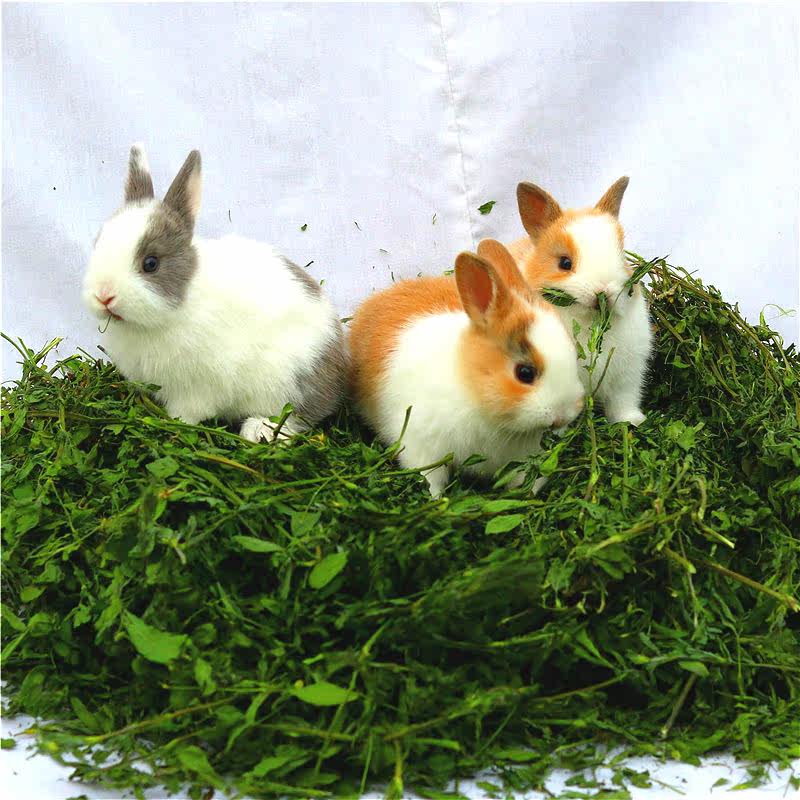 2018紫花苜蓿草兔子龙猫荷兰猪粮零食干草牧草兔粮饲料兔主粮1kg