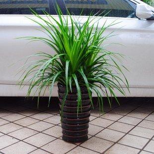 龙须树龙须铁龙须兰龙血室内客厅大型盆栽绿植大型绿植