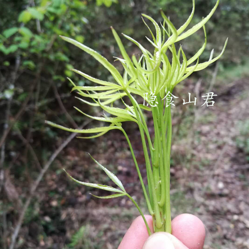 梁王茶嫩尖干货养生晒干100g干茶养生茶
