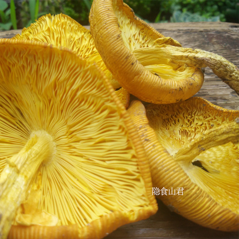云南野生黄鹅蛋菌野生菌干货黄罗雨伞云南特产