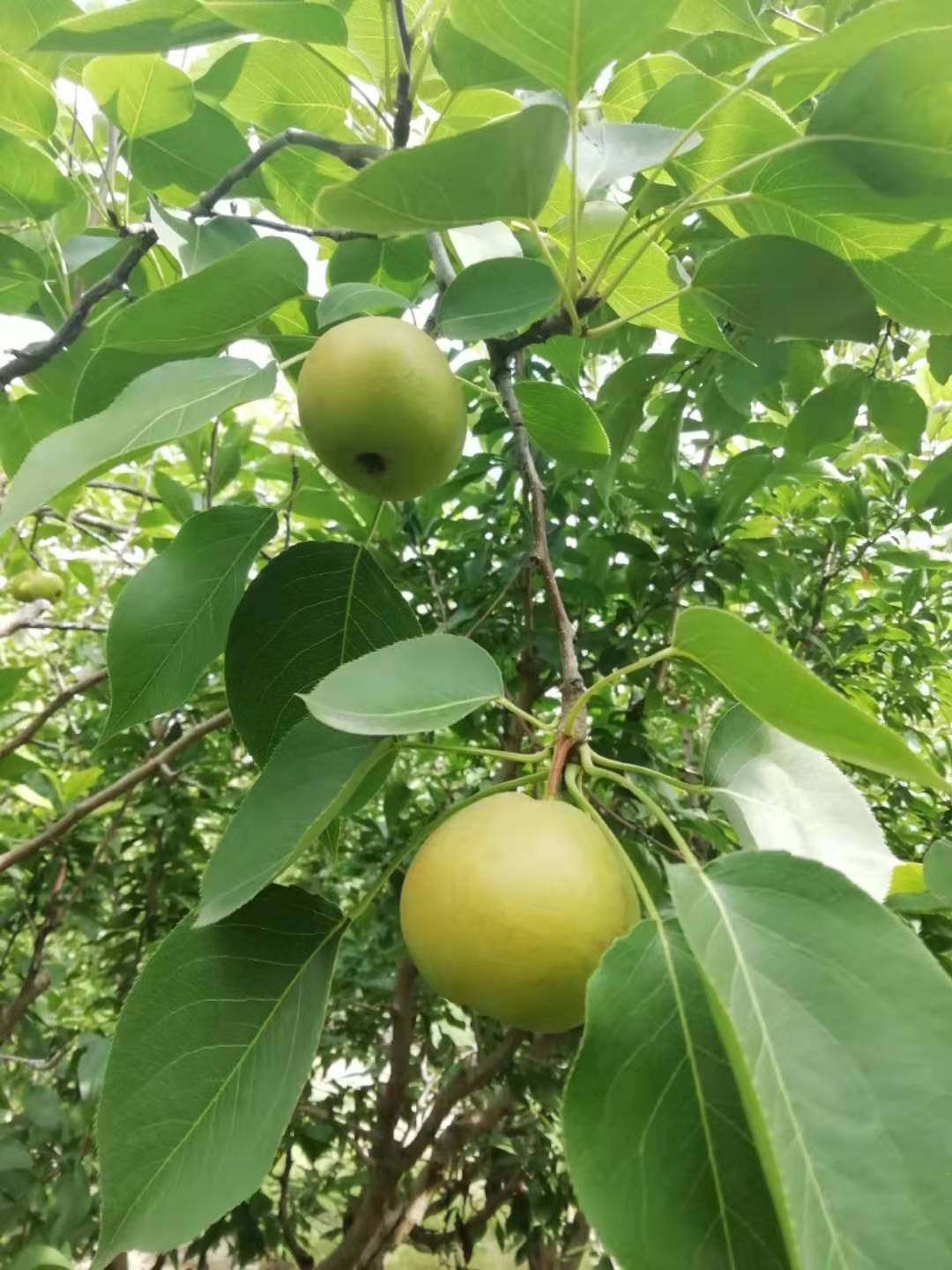 东北水果新鲜安梨南果梨香水梨农家自产精选大果五斤一份包邮