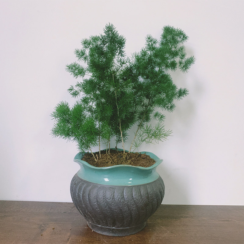 蓬莱旺宅绿植耐寒常青四季花卉聚财驱蚊室内绿植