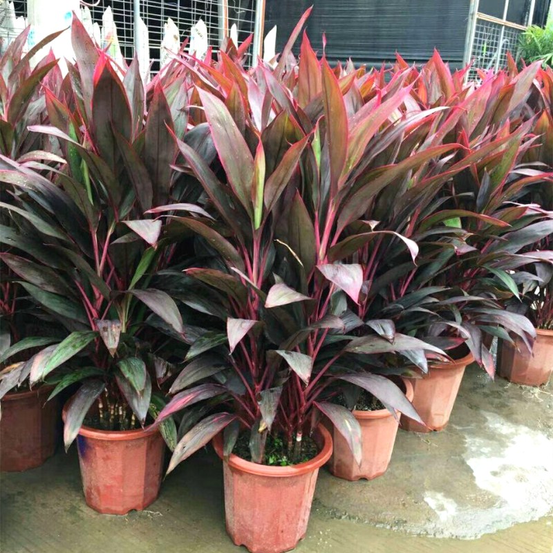 红叶朱焦苗红铁红竹紫叶富贵竹水培庭院花卉植物绿植