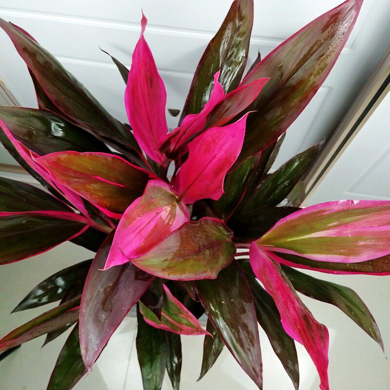 红叶朱焦苗红铁红竹紫叶富贵竹水培庭院花卉植物绿植