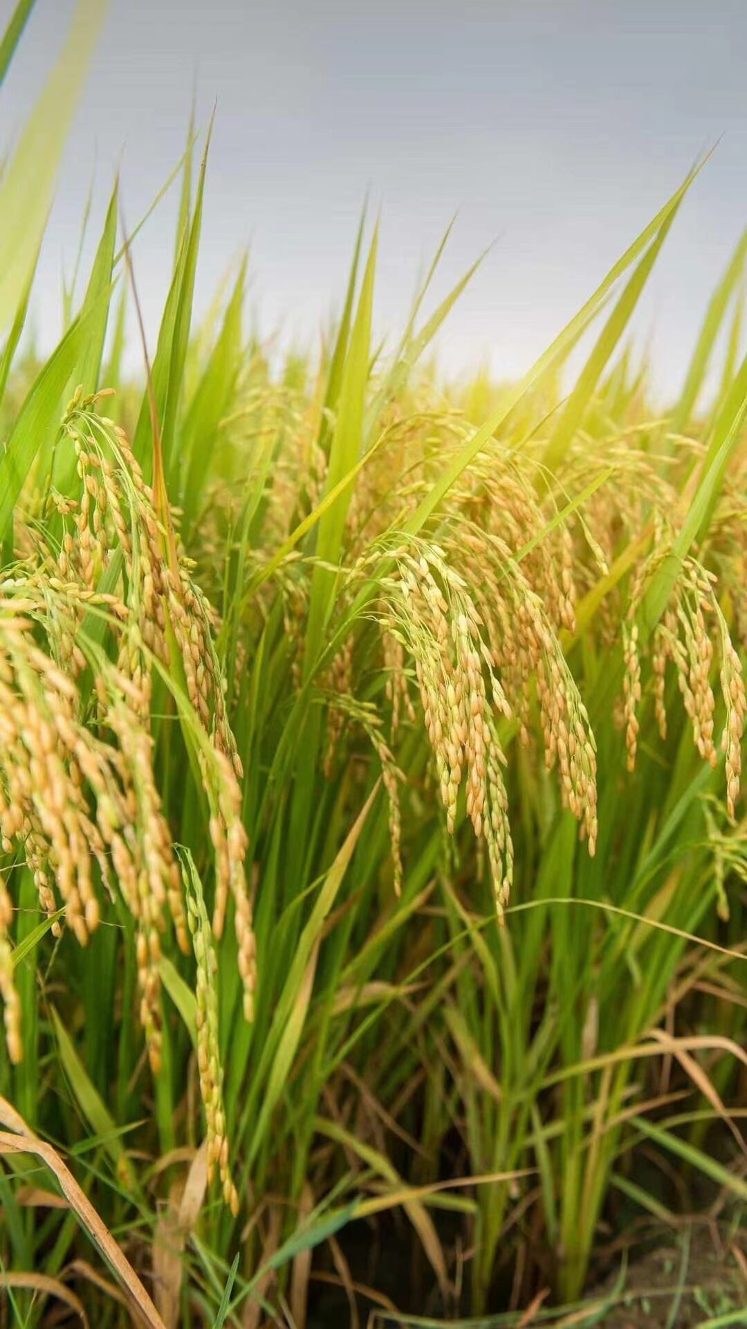 正宗红河哈尼梯田红米云南古种农家生态五谷杂粮糙米