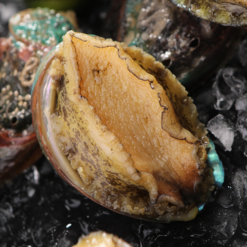 新鲜鲍鱼大个6头鲍冷冻海鲜水产小鲍鱼加热即食佛跳墙盆菜材料