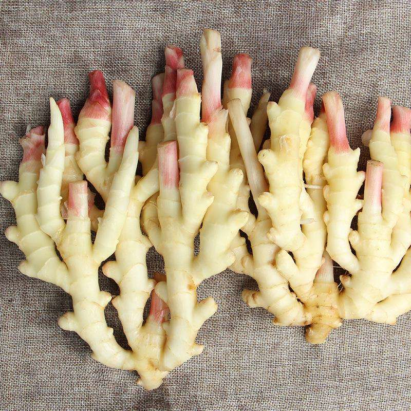 嫩姜五指姜五指生姜仔姜蔬菜顺丰新鲜坝现山西生姜