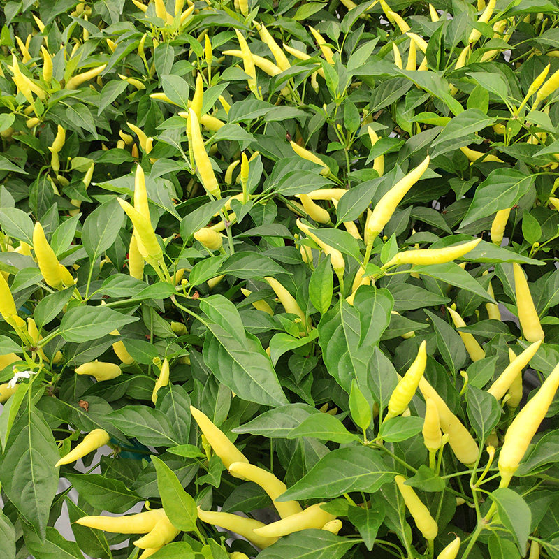 小米椒种籽四季朝天椒泡椒苗高产早熟春秋辣椒蔬菜种子