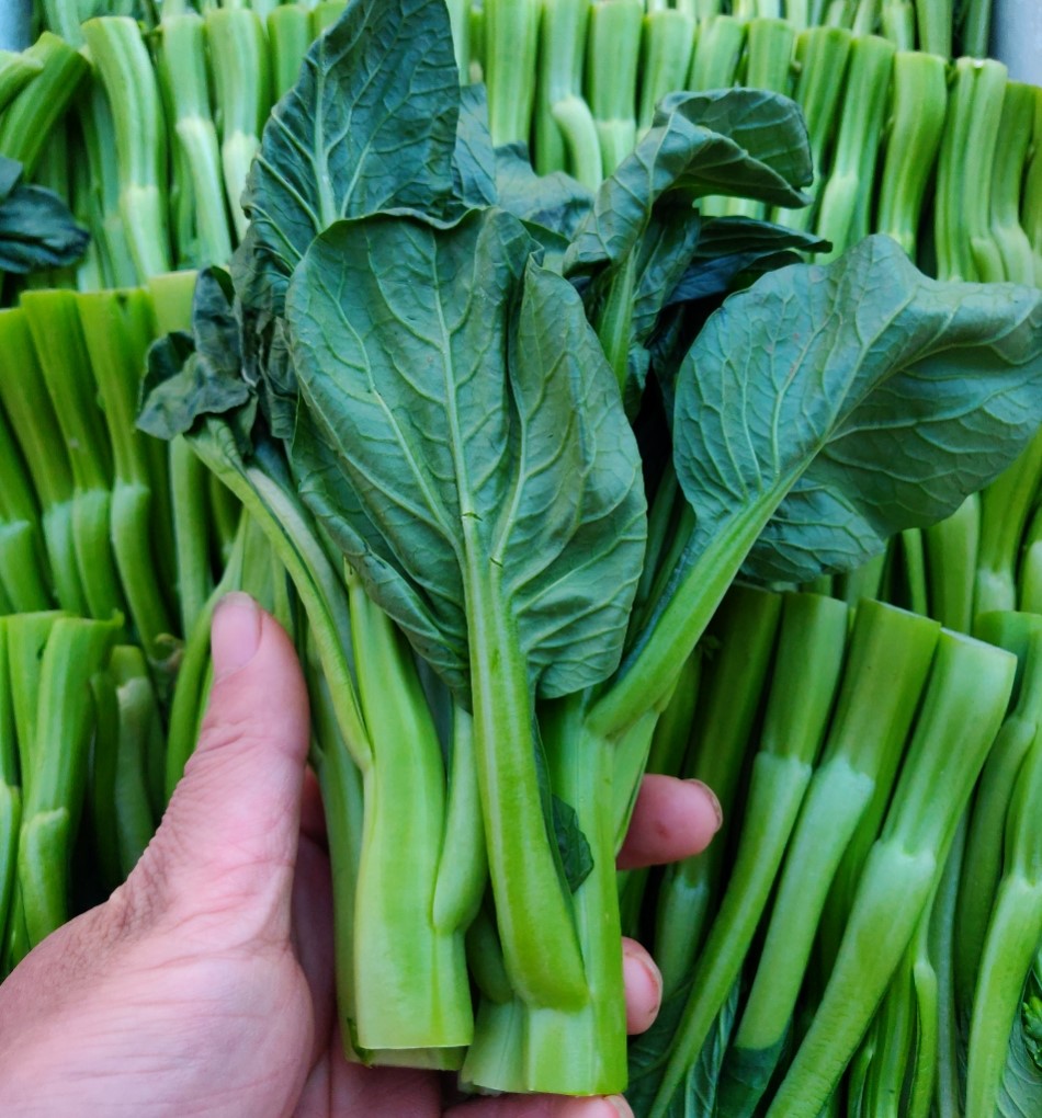 宁夏菜心新鲜蔬菜菜苔菜杆菜薹小青青菜酒店其它