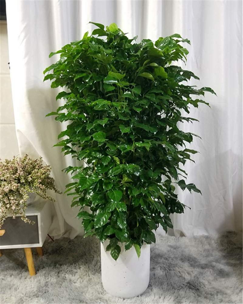 幸福树盆栽大棵客厅招财旺宅绿宝办公室造型绿植绿植