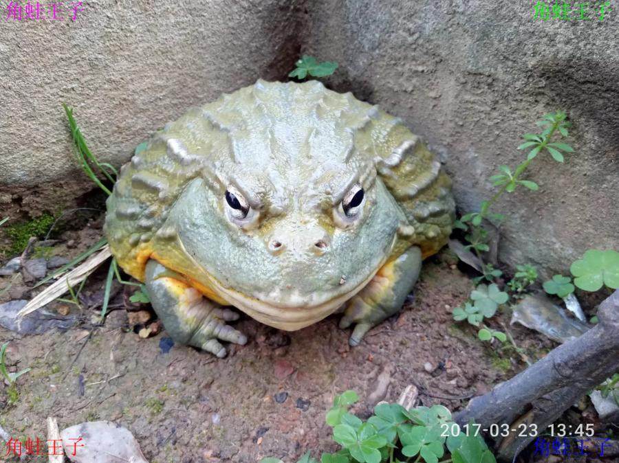 霸王青蛙活体招财金蟾宠物蝌蚪其他爬虫