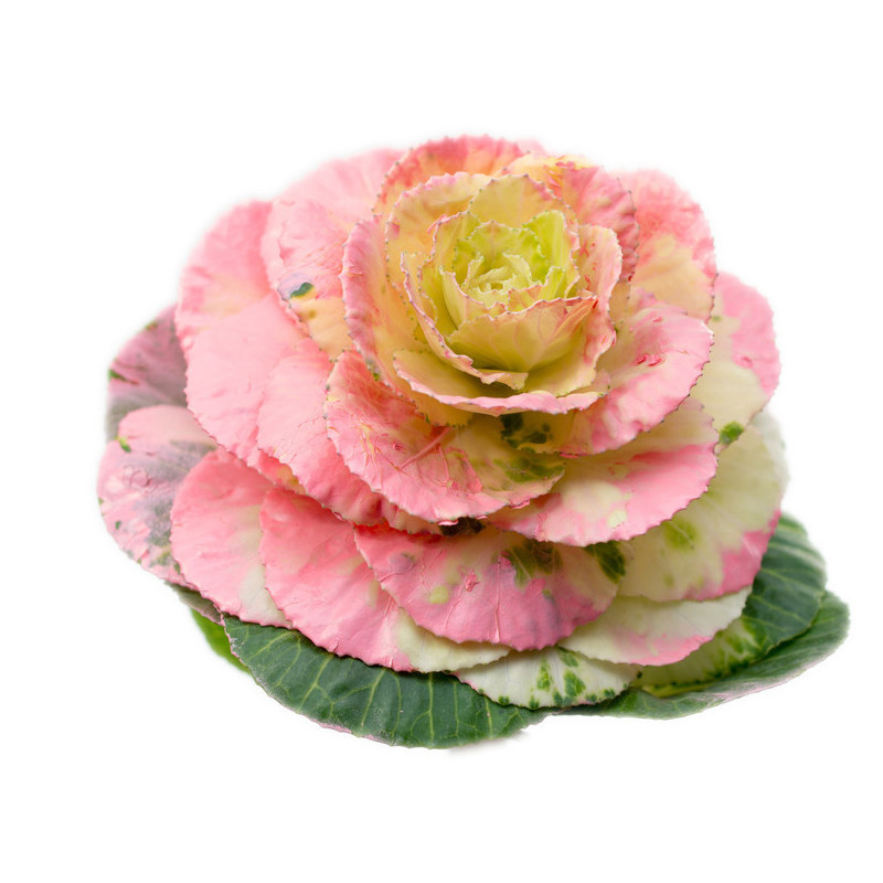 粉羽衣甘蓝种苗种子甘兰秧苗种籽观赏食用粉色四季播种盆栽蔬菜种