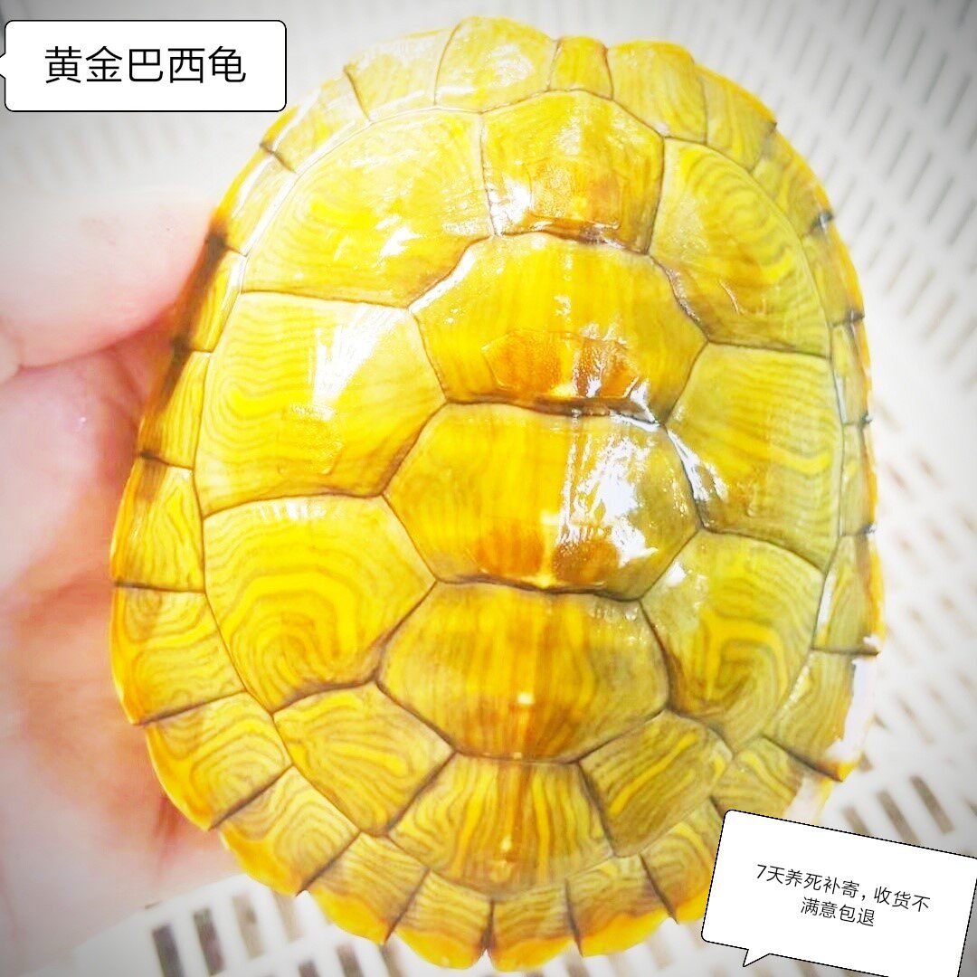 小乌龟巴西活体黄金镇宅龟水龟观赏特大家养网红龟
