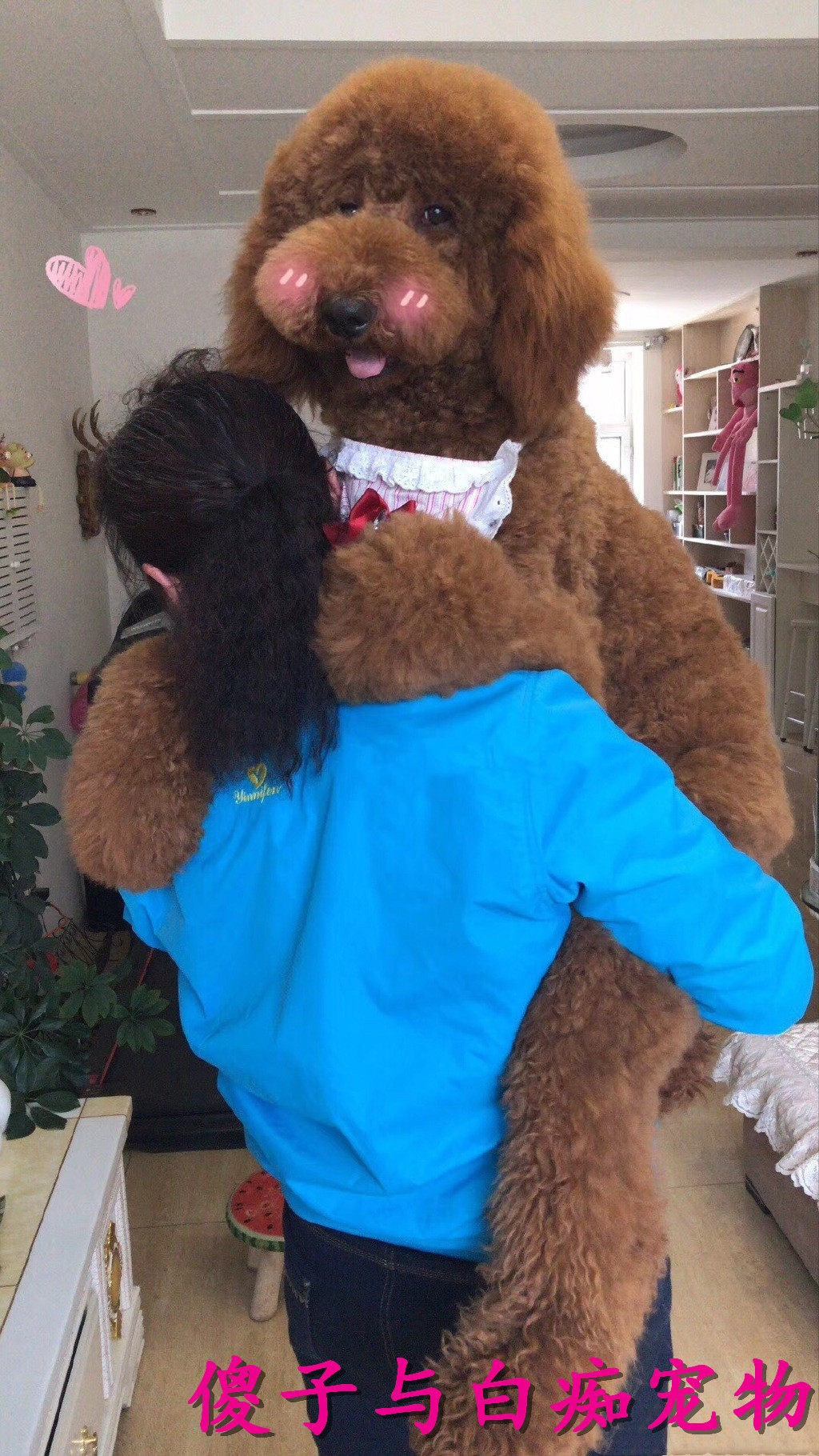 泰迪纯种巨型红色白色灰色贵宾幼犬狗狗泰坦狗狗