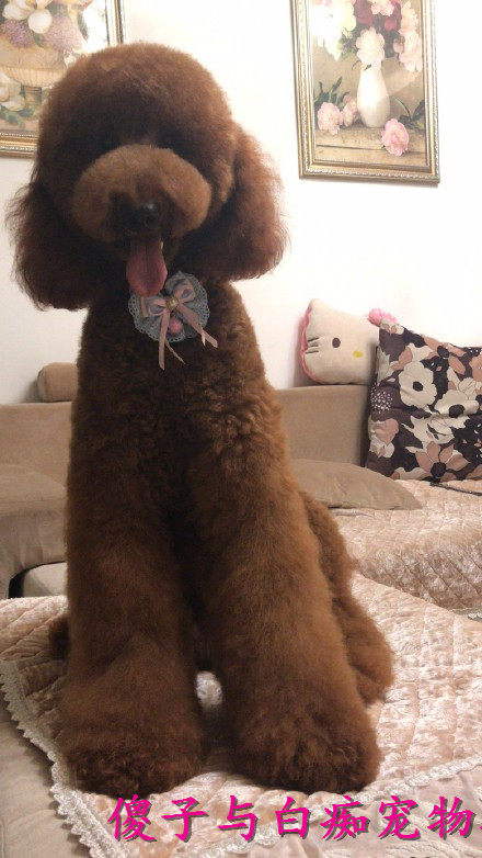 泰迪纯种巨型红色白色灰色贵宾幼犬狗狗泰坦狗狗