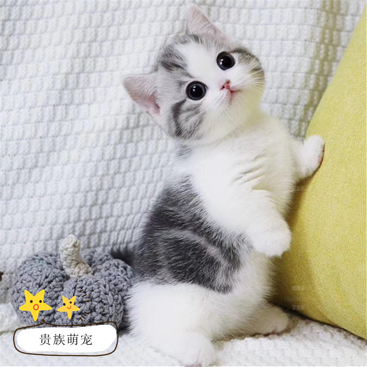 纯种美短虎斑幼猫活体加白起司猫英短蓝猫银渐层猫咪