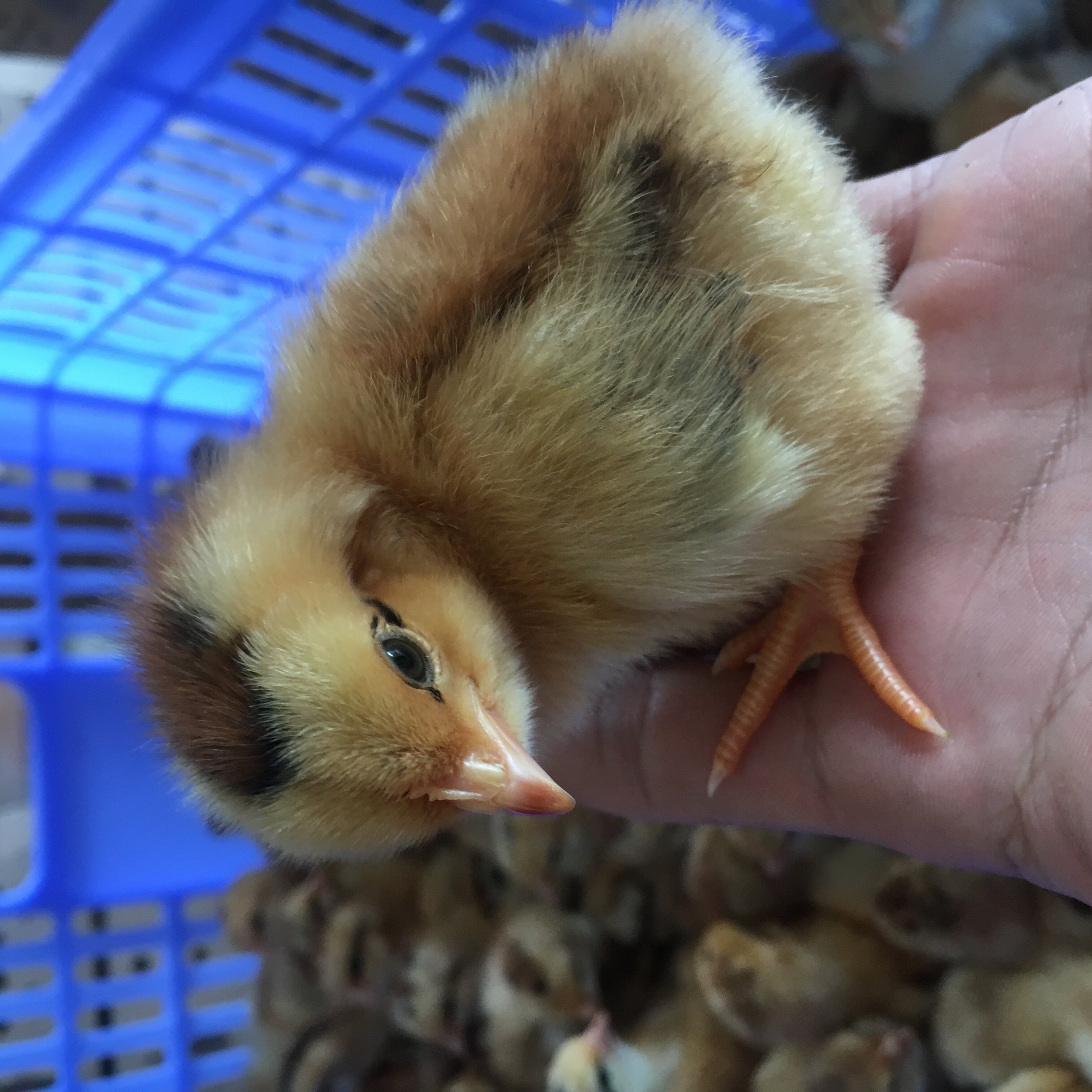 鸡苗灵山土鸡孵化直销红毛公鸡活体包打疫苗动物种苗